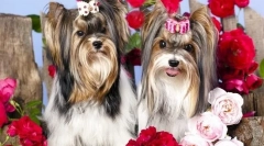 Frizure york (photo): skrivnosti lepote majhnih moda